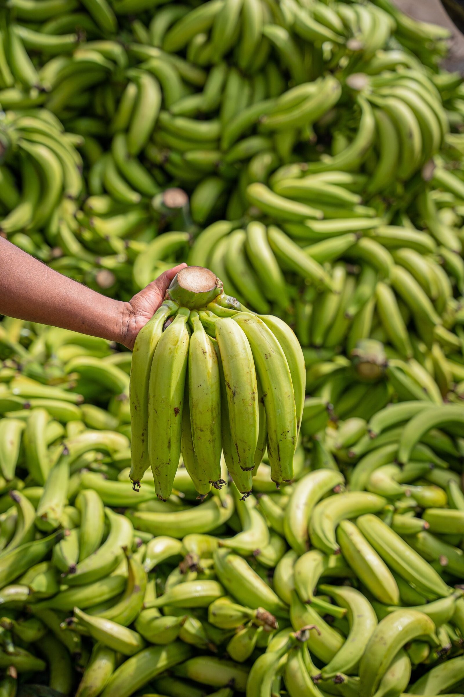 Agricultura ecológica: Todo lo que debemos saber sobre ella